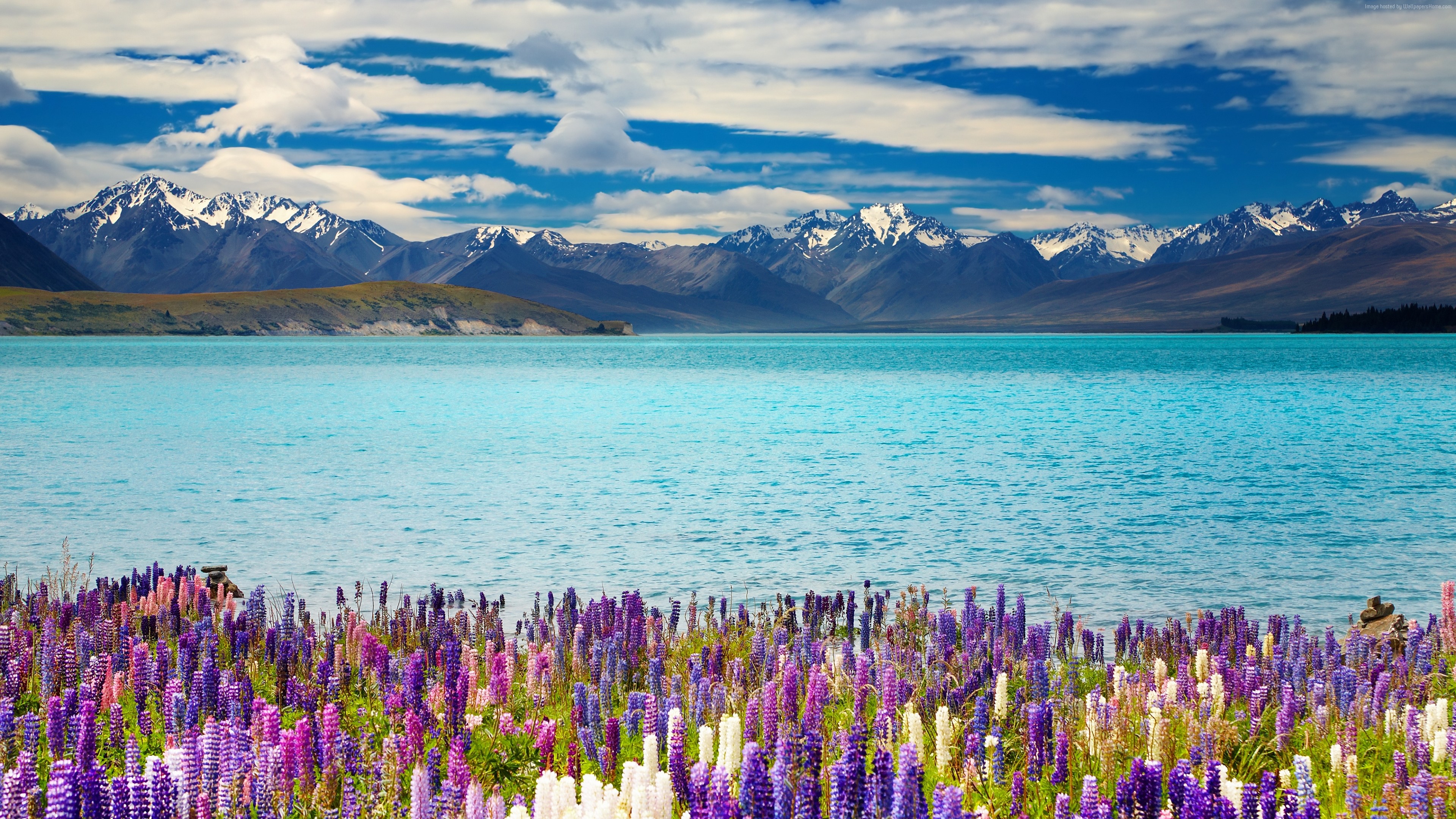 Wallpaper Lake Tekapo, New Zealand, mountains, flower, 4k, Travel